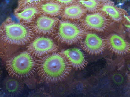 Zoanthids