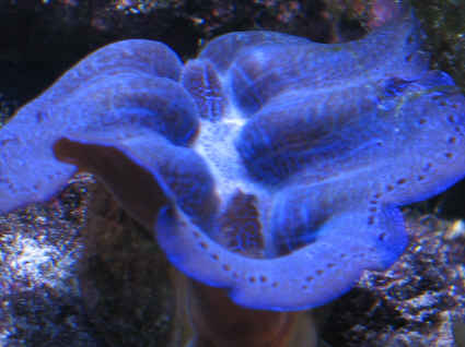 Nice blue clam