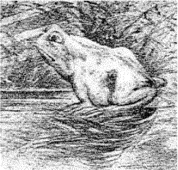 frog or horse.gif