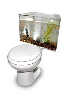 ToiletAquarium.jpg