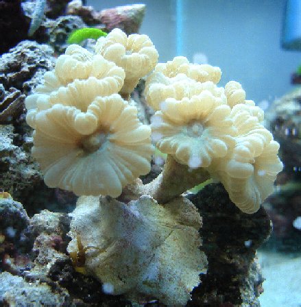 Candy Cane Coral_1.jpg
