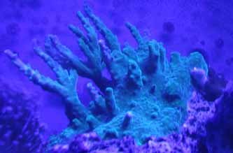acro frag