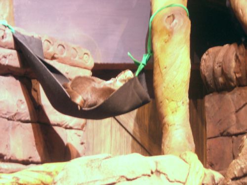 otterfest.jpg