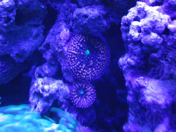 orange/pink ricordia
