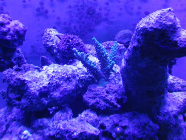 green acro frag