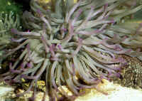 Condylactis_giganteaAQ.jpg