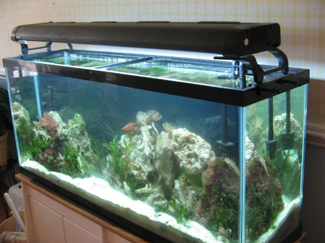 55 SeaHorse Tank