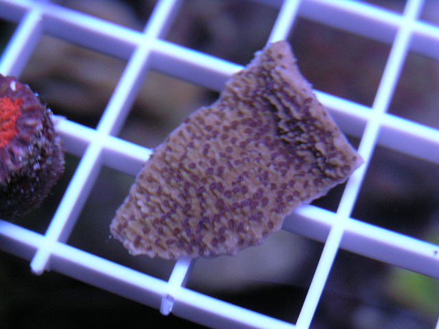 blueish purple polyps