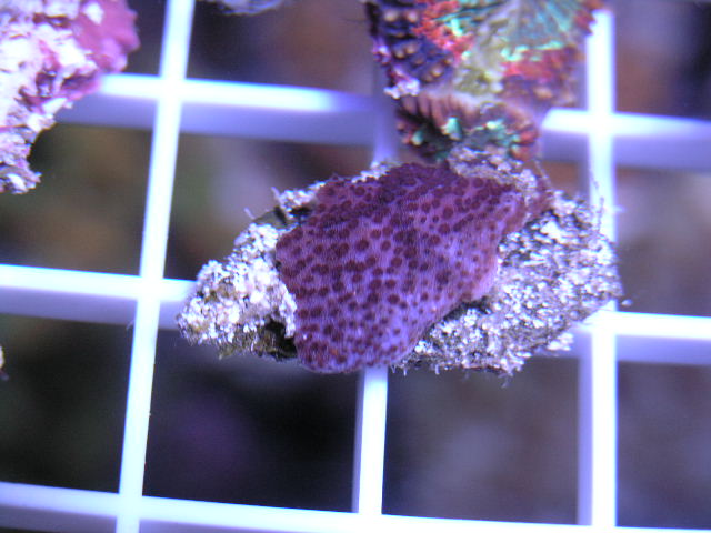 superman monti frag