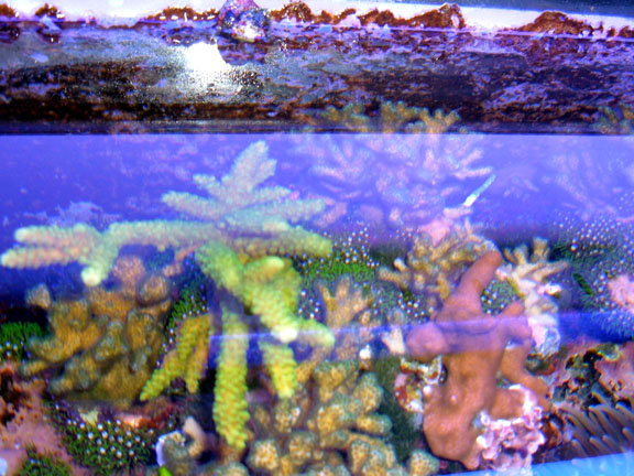 Aquarium 007resize.jpg