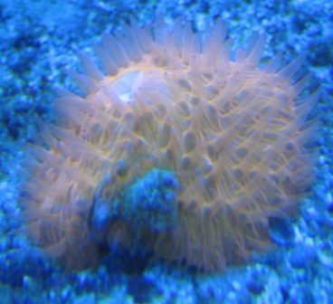 orange fungia actinic