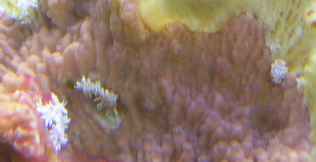 Nudis1.jpg