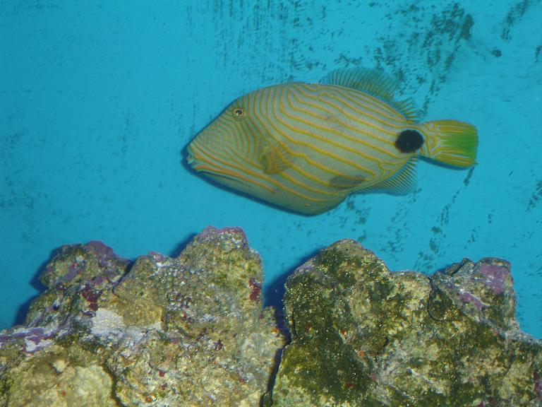 fish 0452.JPG