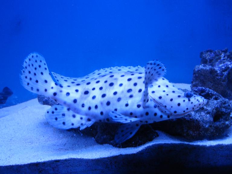fish 0042.JPG
