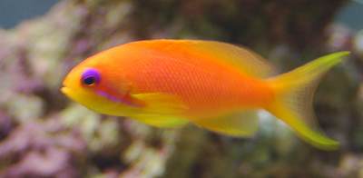 Anthias