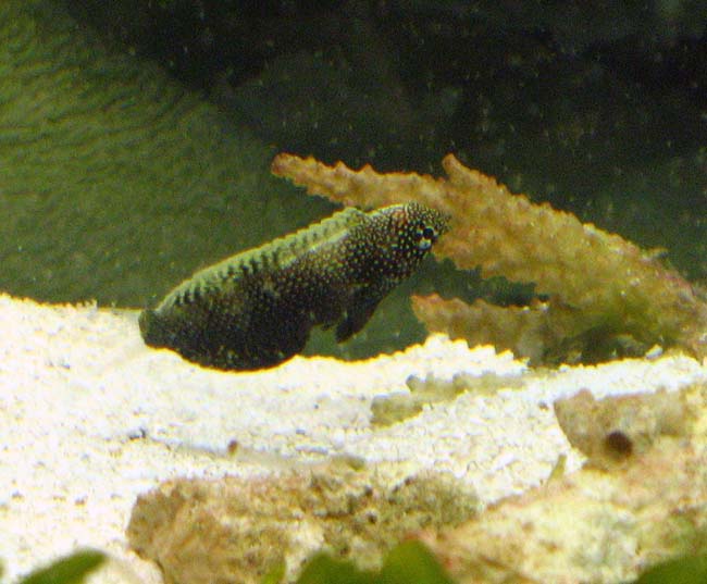 leopard wrasse2.jpg