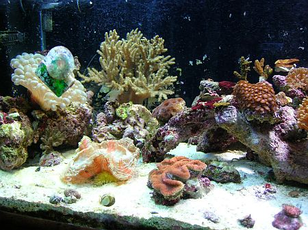 75gal 2.jpg