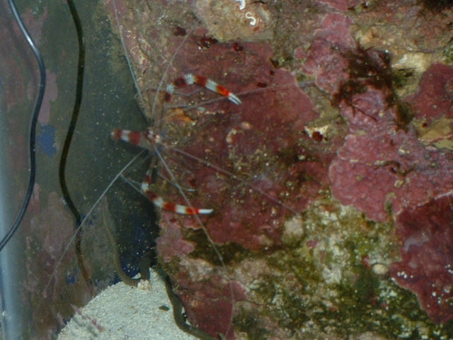 DSCF0009.JPG