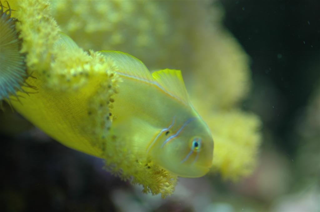 Clown goby.JPG