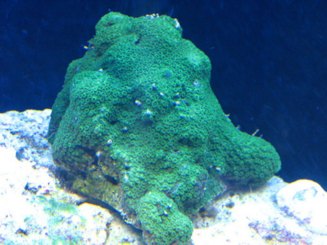 Unknown2.jpg