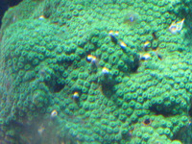 unknown1.jpg