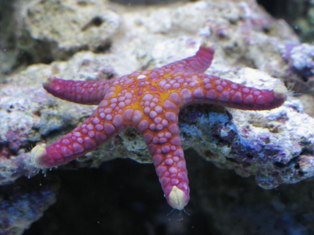 starfish.jpg