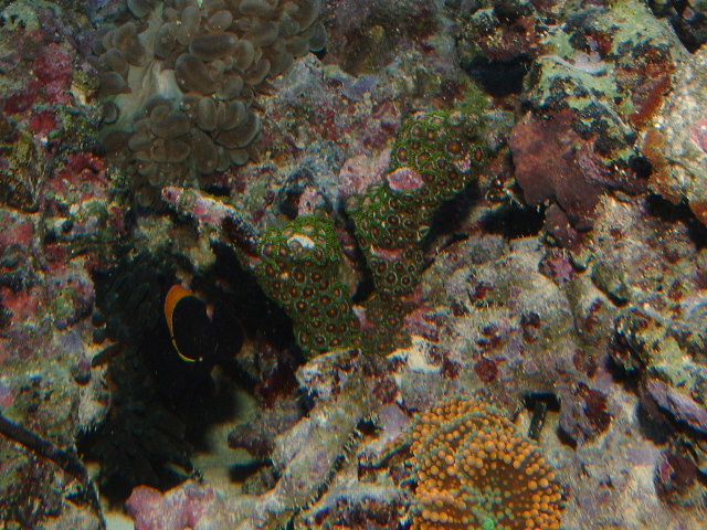 zoos9-6.JPG