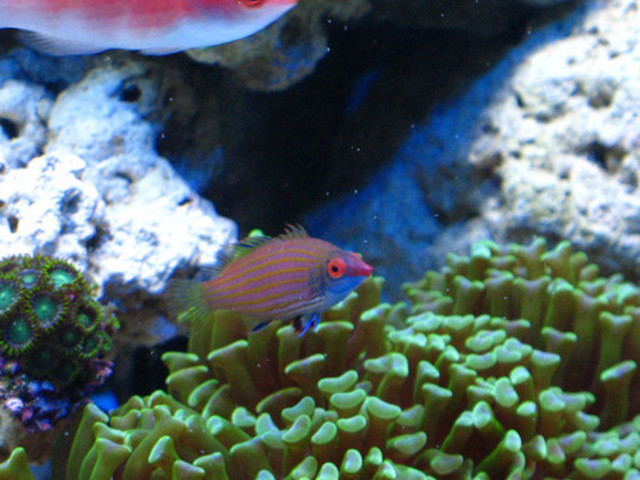 cryptic wrasse.jpg