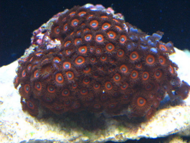 zoas.jpg