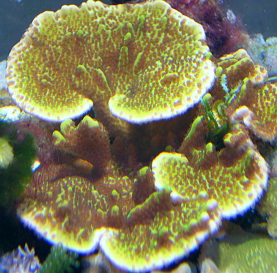 Montipora.jpg