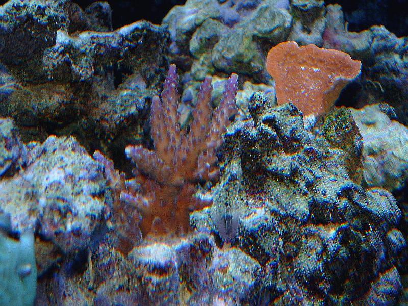 moti-acro9-7.JPG