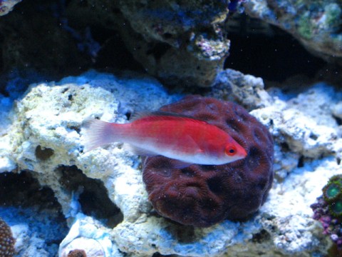 Yellowfin Wrasse - $25