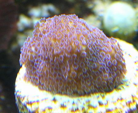 EncMontipora.jpg