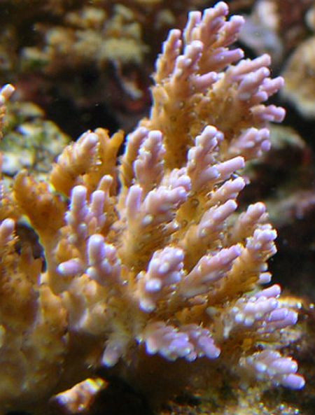 Purple Tip