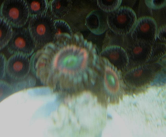 LOTR Morph zoas.jpg