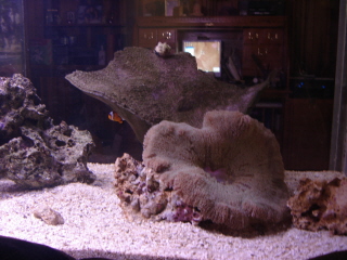 Anemone 2.jpg