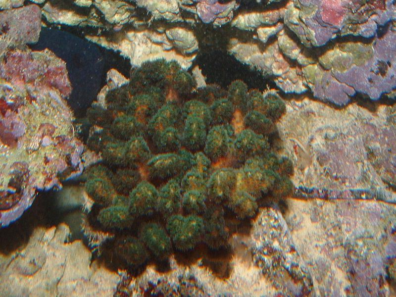 fuzzygreen9-7.JPG