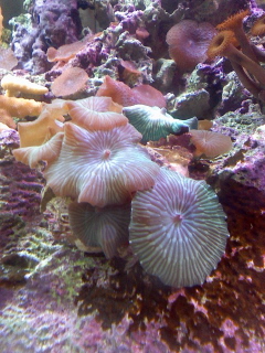Green Striped Shrooms 8-23-07.jpg