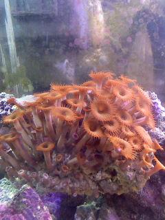 Zoas 8-23-07.jpg