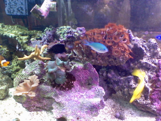 Fish 8-23-07.jpg
