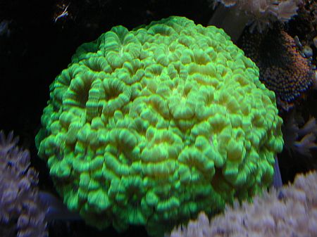 Caulastrea40gal.jpg