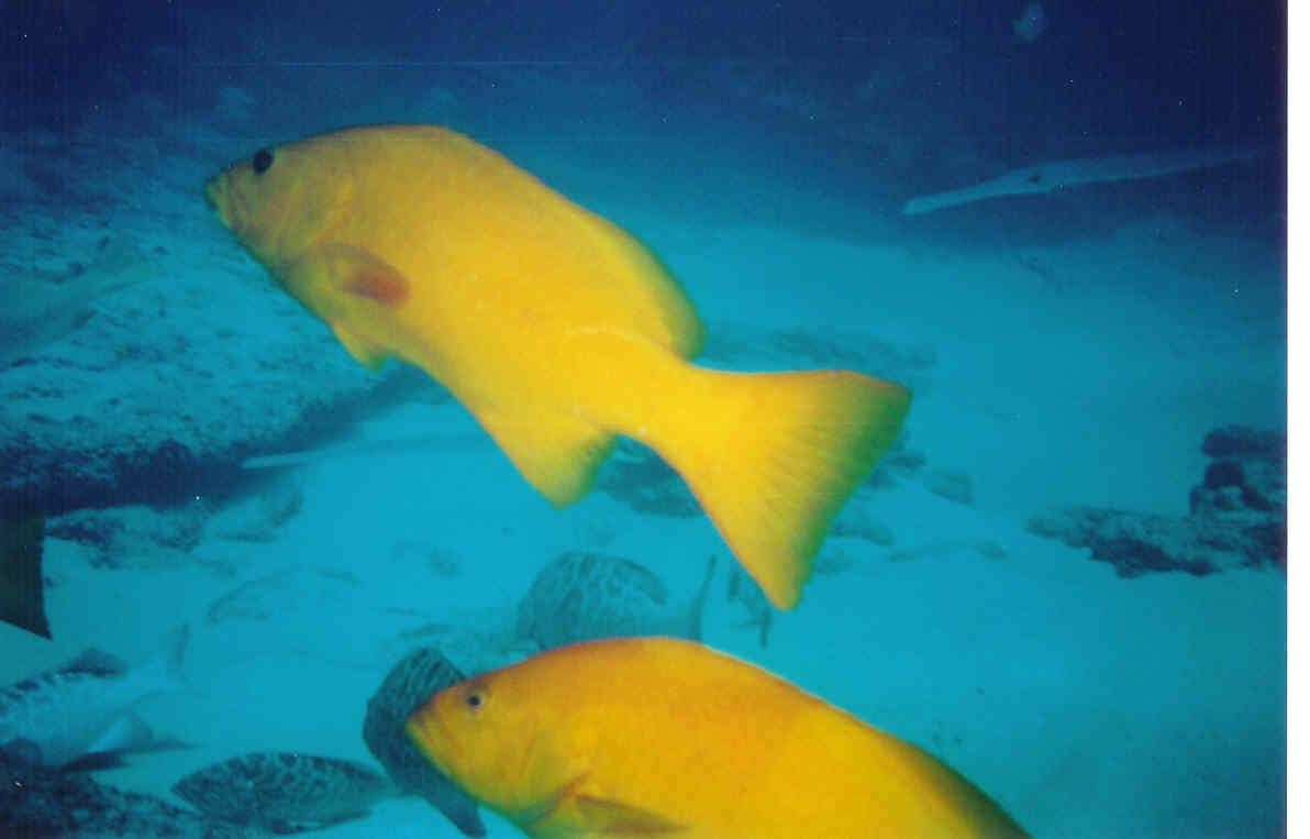 yellow fish.jpg