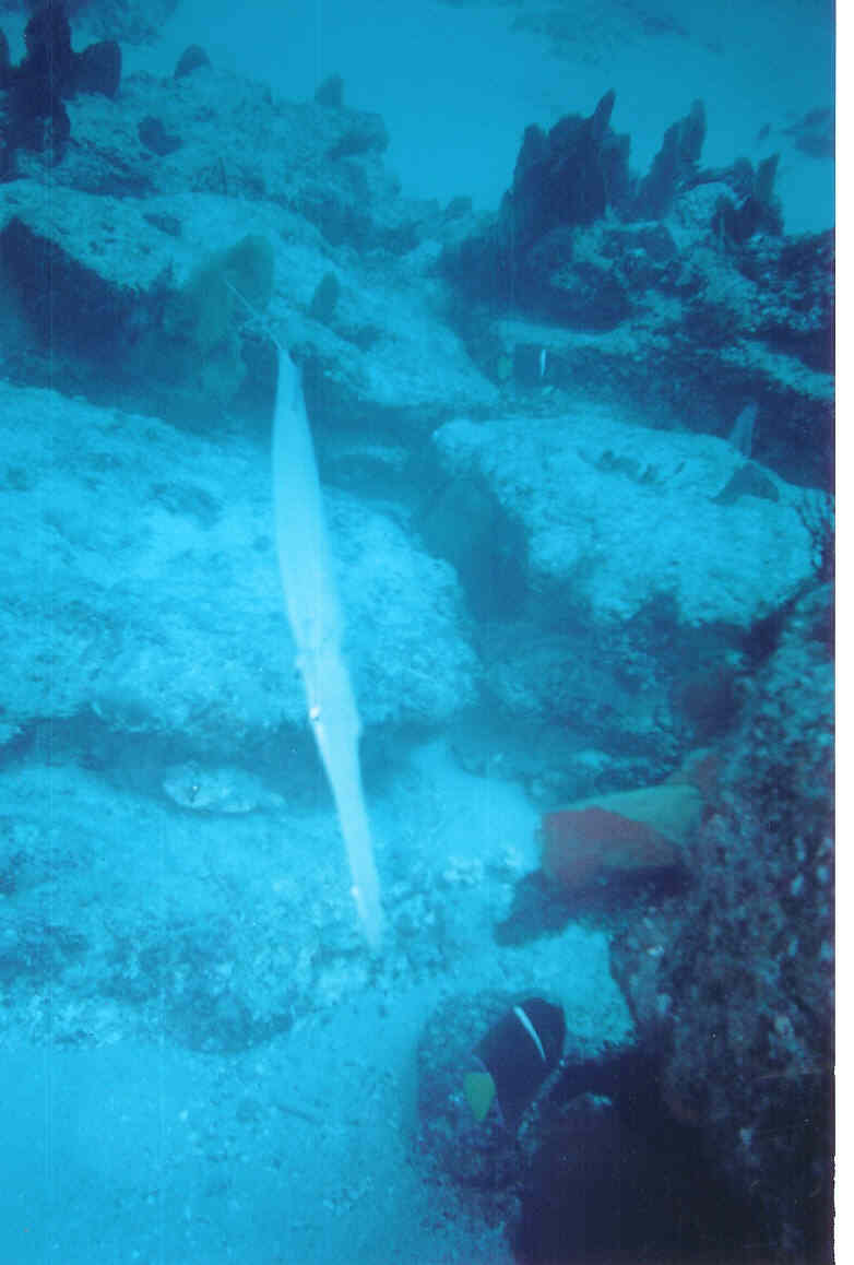 trumpetfish.jpg