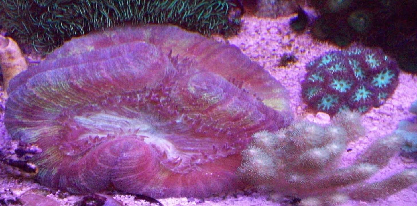 9g.jpg