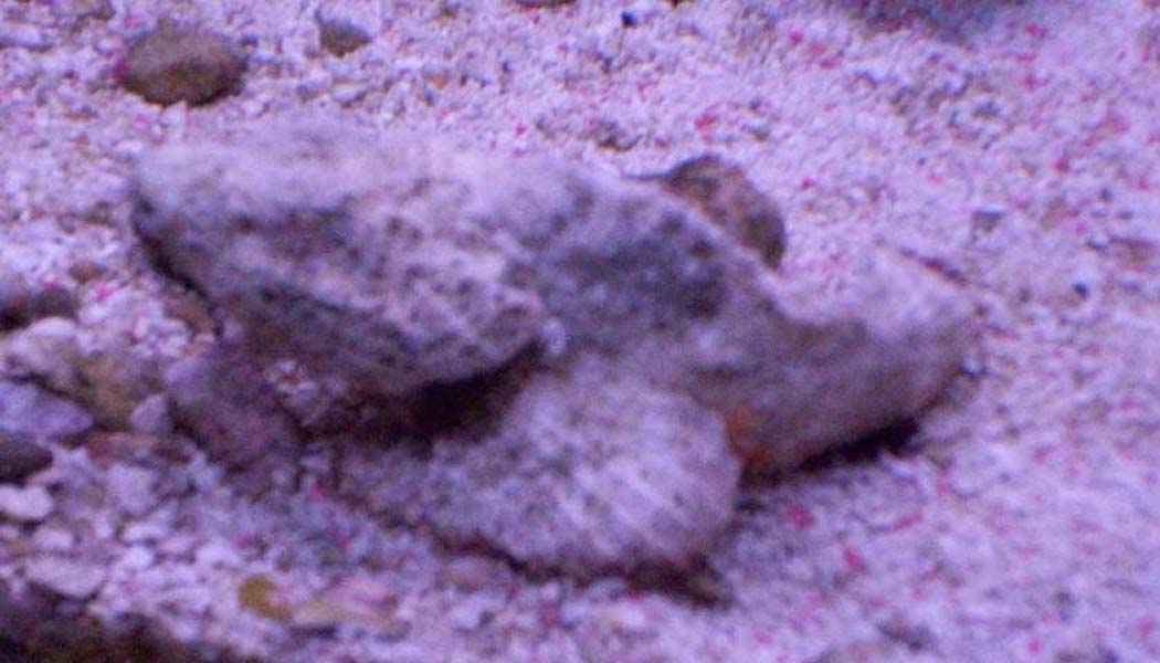stonefish