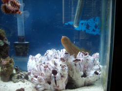 Green Wolf Eel