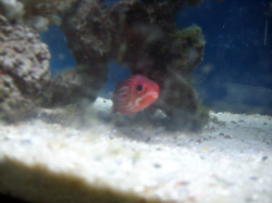 Hawaiian Squirrelfish