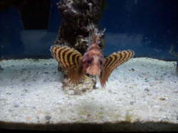 Fuzzy Dwarf Lionfish