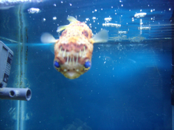 Porcupine Puffer