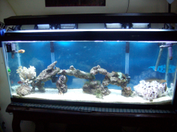 55 gallon pred.